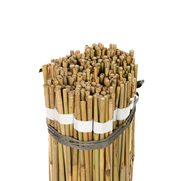 Käpp Bambu