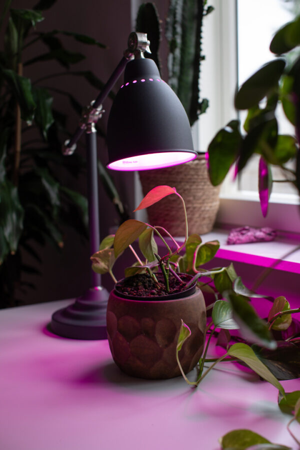 AIRAM LED Filament plantlampa normallampa - Bild 2